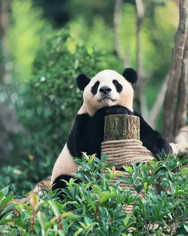 Base de pandas de Dujiangyan